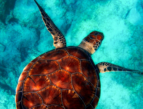 World Ocean Day
